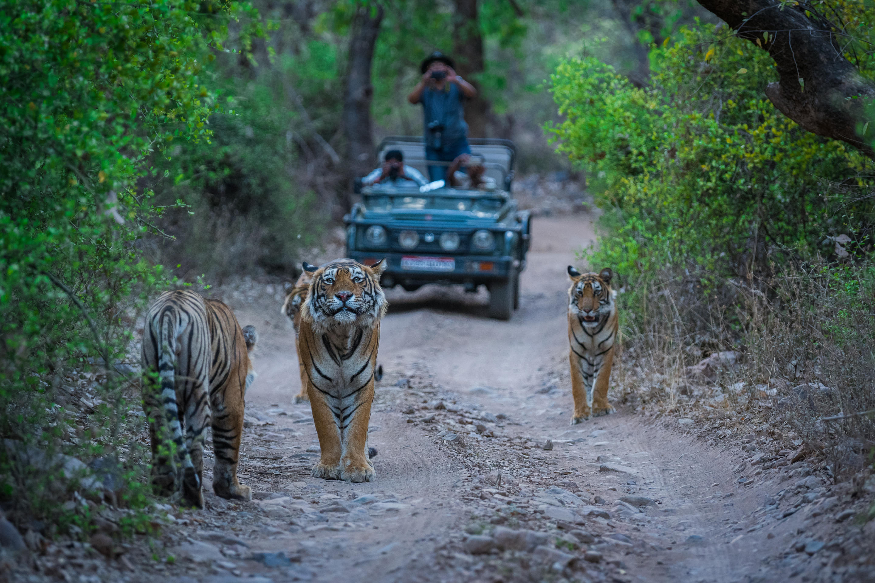 Ranthambore Packages from Raipur | Get Upto 50% Off