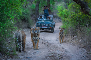 Ranthambore