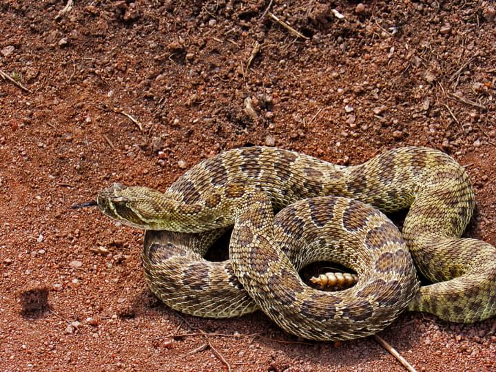 Rattle Snake in Zoologico Guadalajara