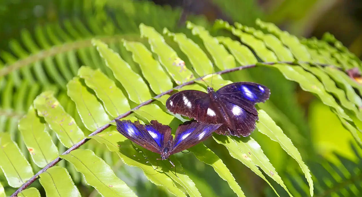 Australian Butterfly Sanctuary, Cairns