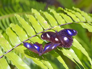 Australian Butterfly Sanctuary Tickets, Cairns