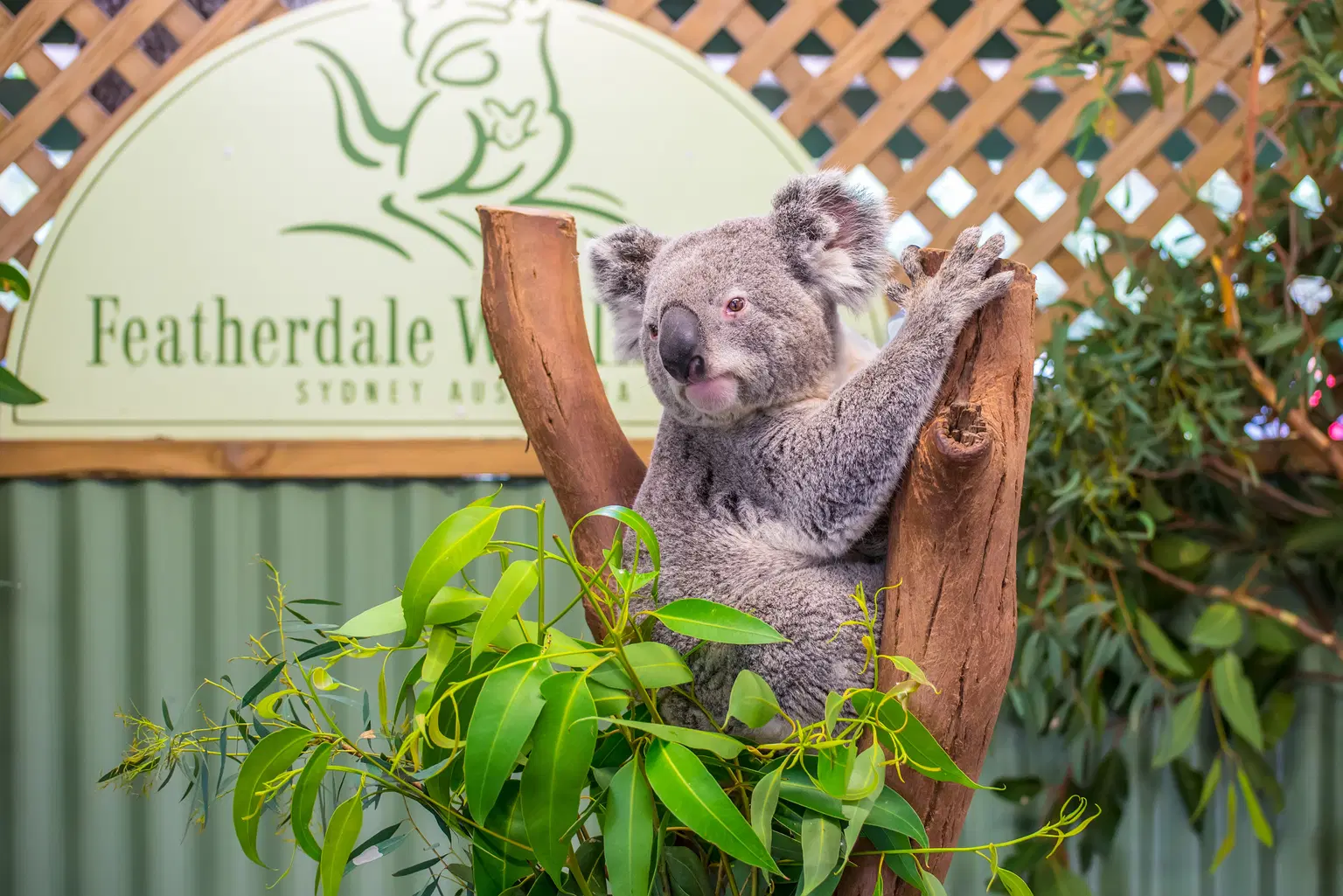 Spend a day of fun and learning at Featherdale Wildlife Park