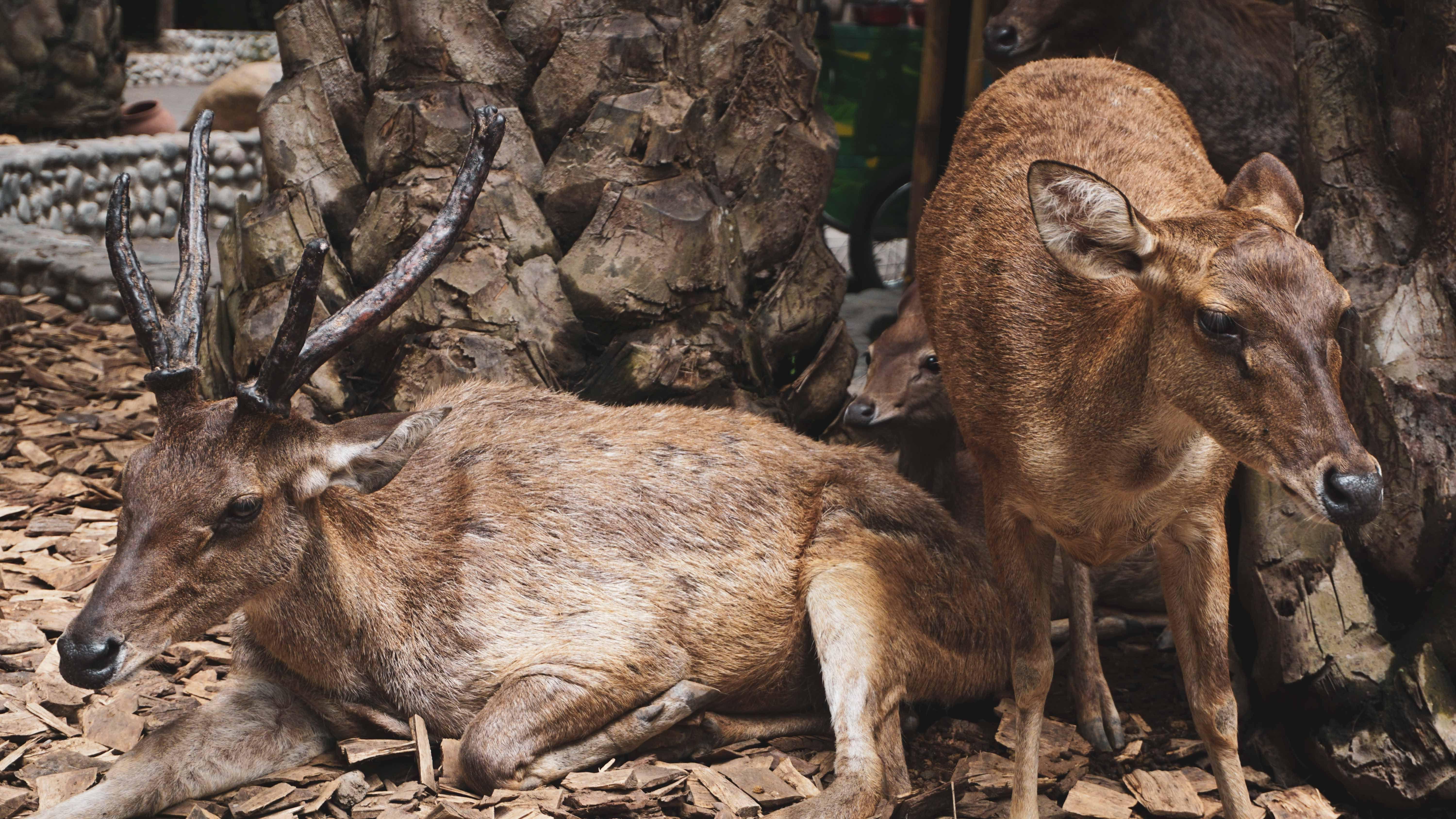 Deer in Bali Zoo