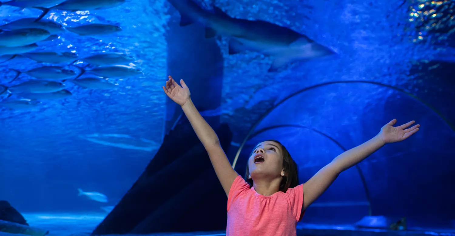 Sea life at Mall of America