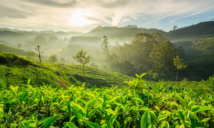 Tea plantations in Munnar