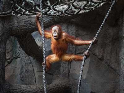 Look at the cute orangutan's at the park 