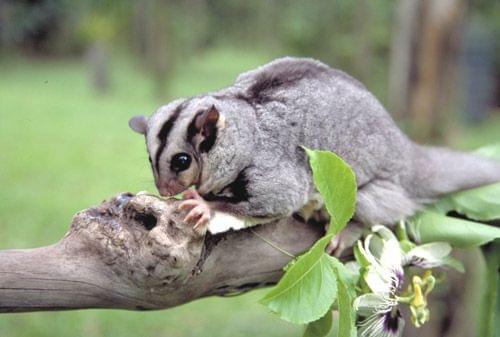 Mahogany Glider