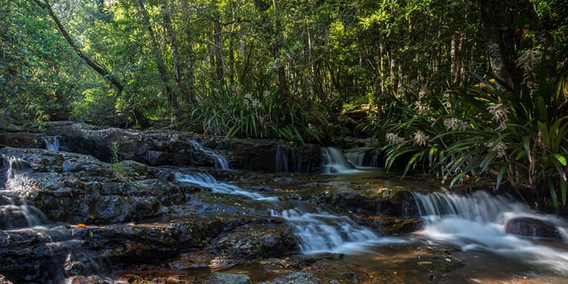 Springbrook National Park Tour | Explore The Lush Rainforests