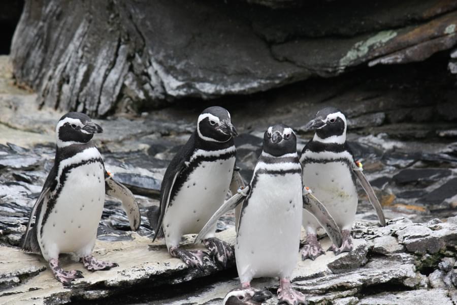 Capture the beautiful Magellanic Penguins