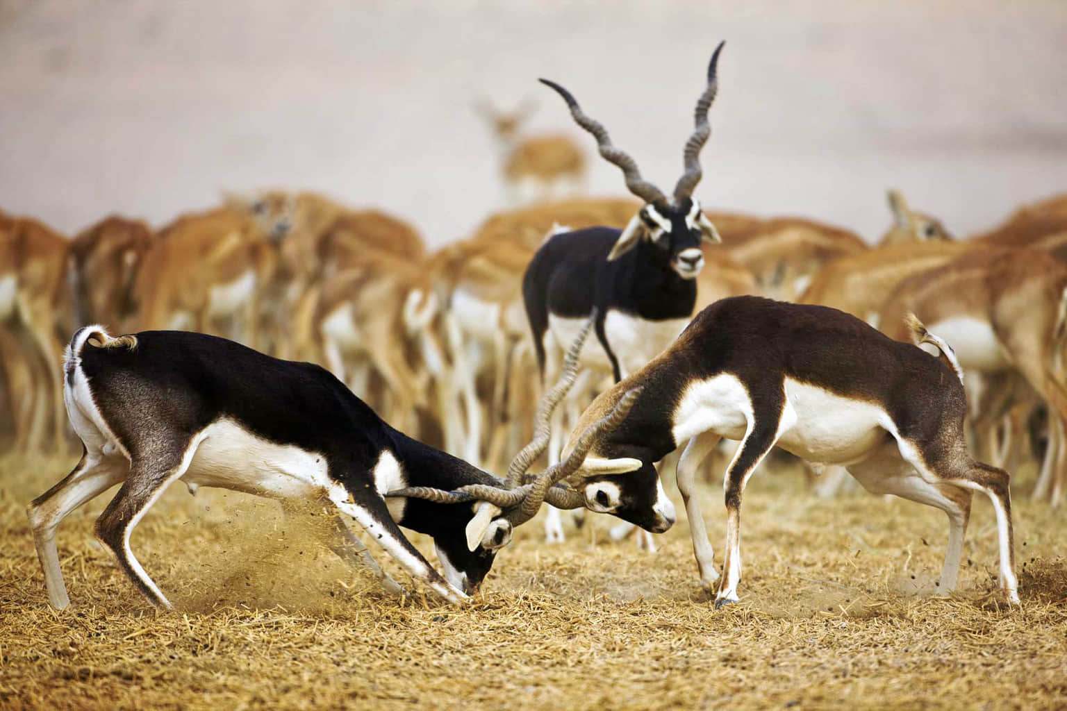 Sagareshwar Deer Sanctuary, <em>Kolhapur</em>