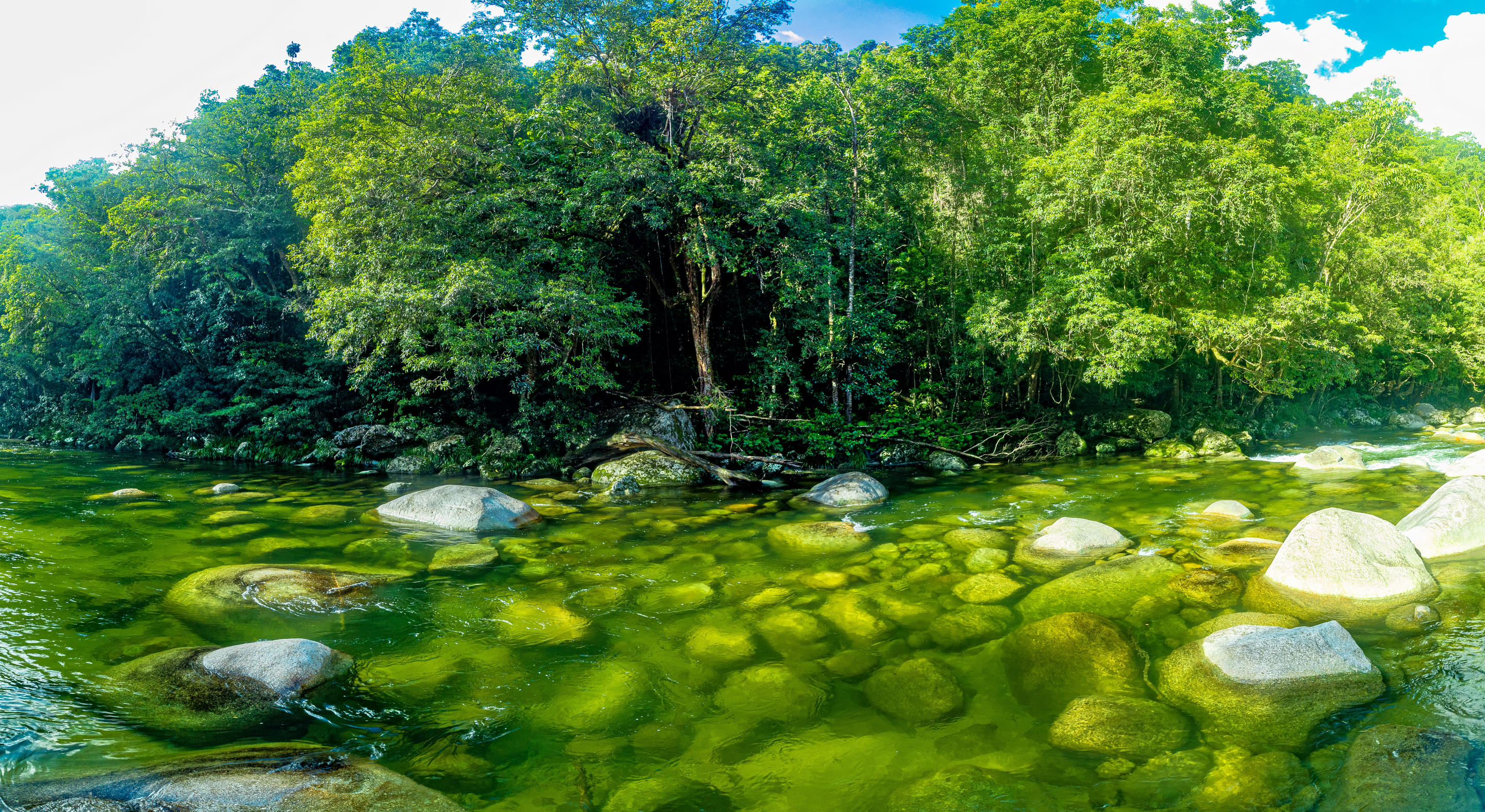 Daintree National Park Overview