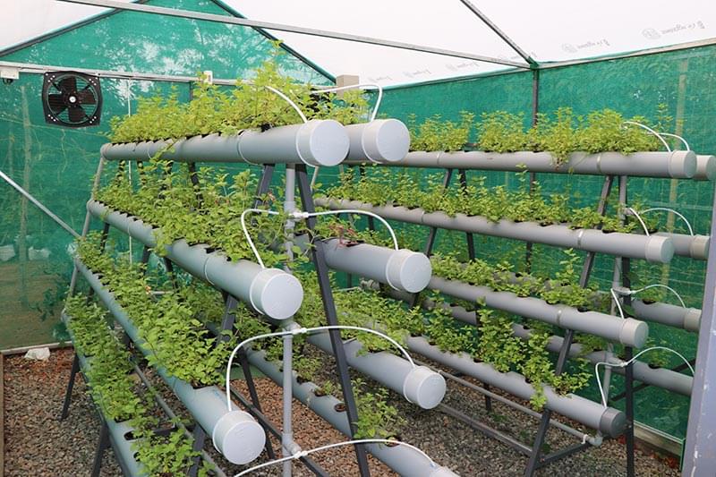 Dive into Botanical Innovation with Various Sections