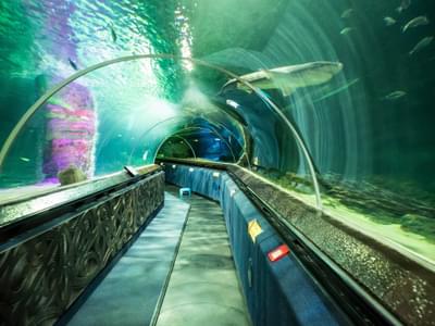 Watch sharks swimming over your head as you walk through Shark Tunnel