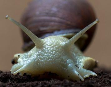 Snail in Sao Paulo Zoo