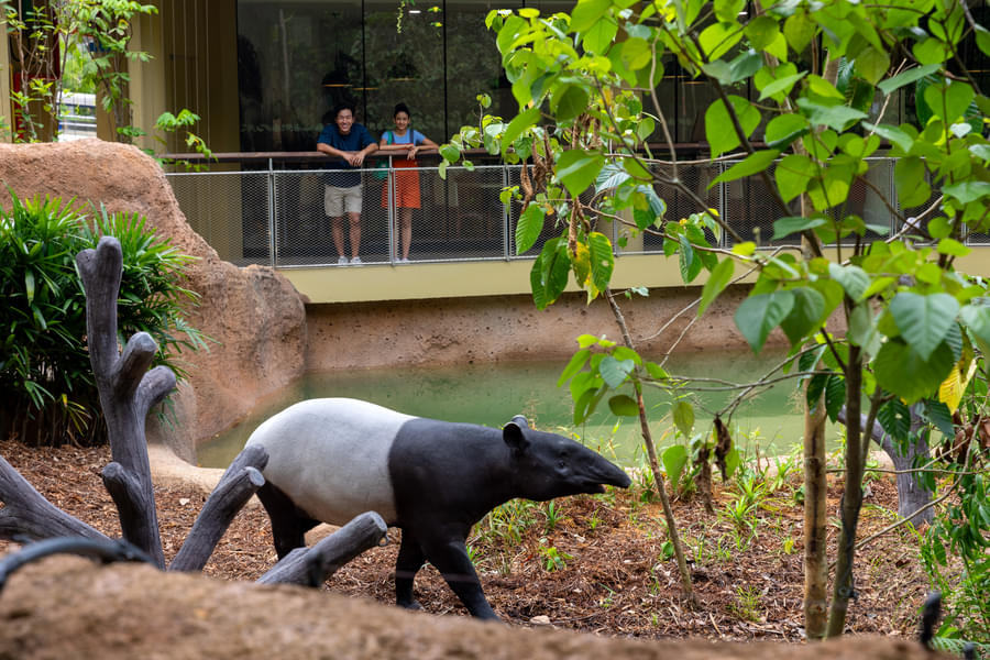 Rainforest Wild ASIA Tickets Image