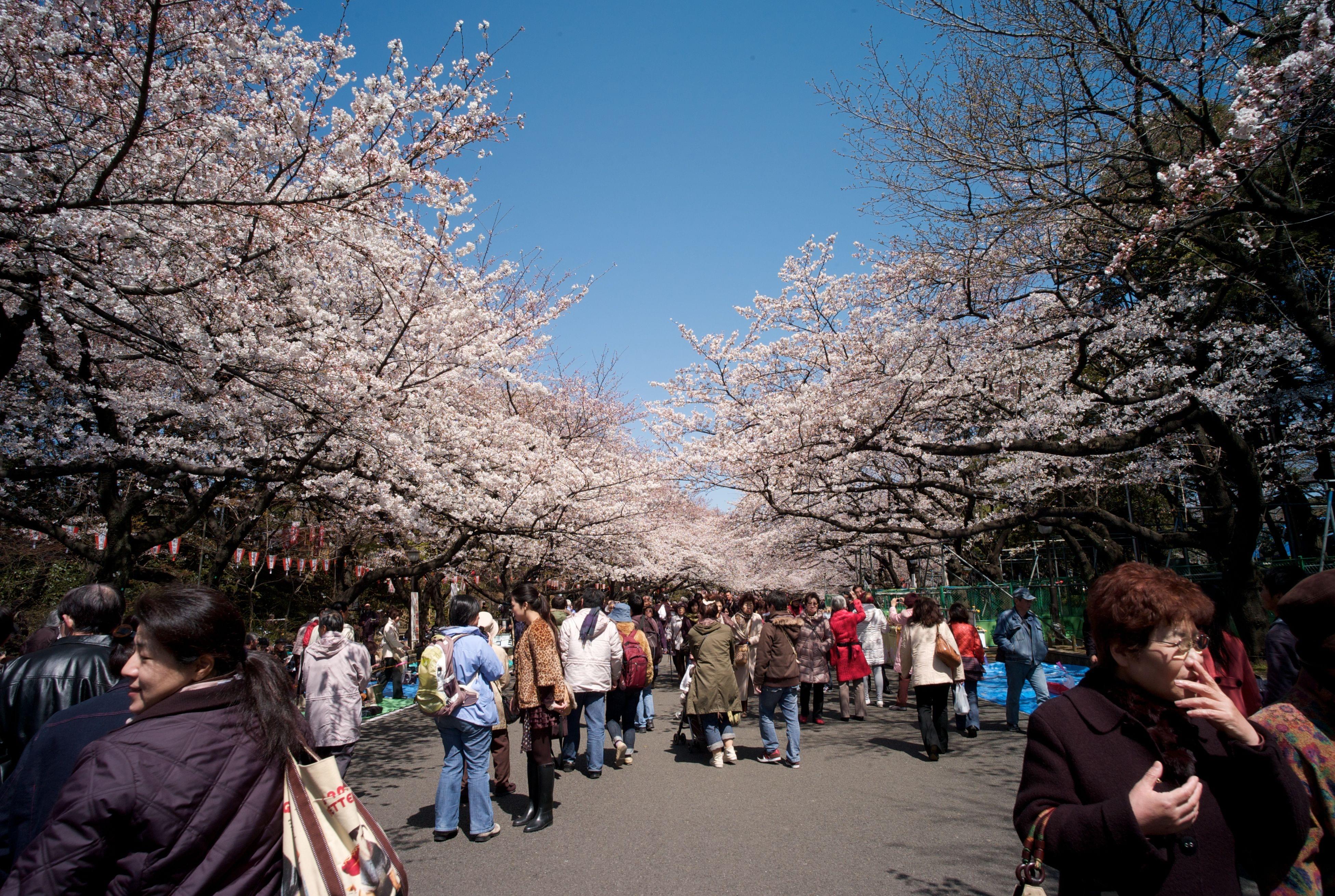 History Of Cherry Blossoms In Japan