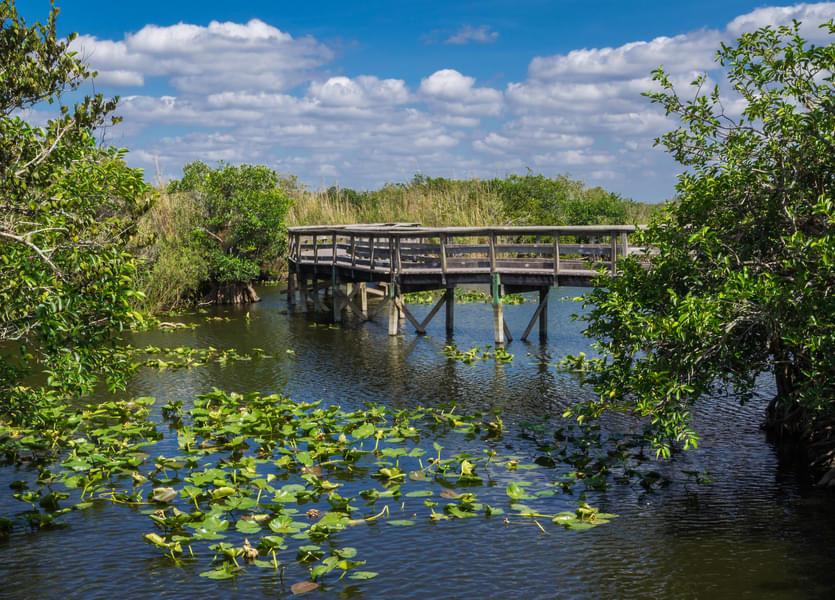 Everglades National Park Airboat Ride Image