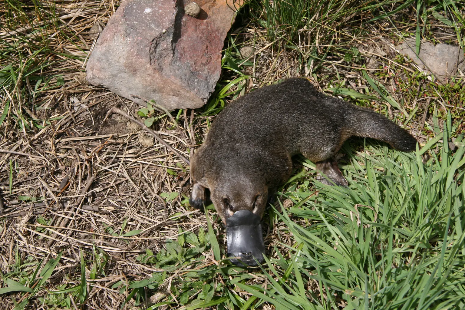 World of the Platypus