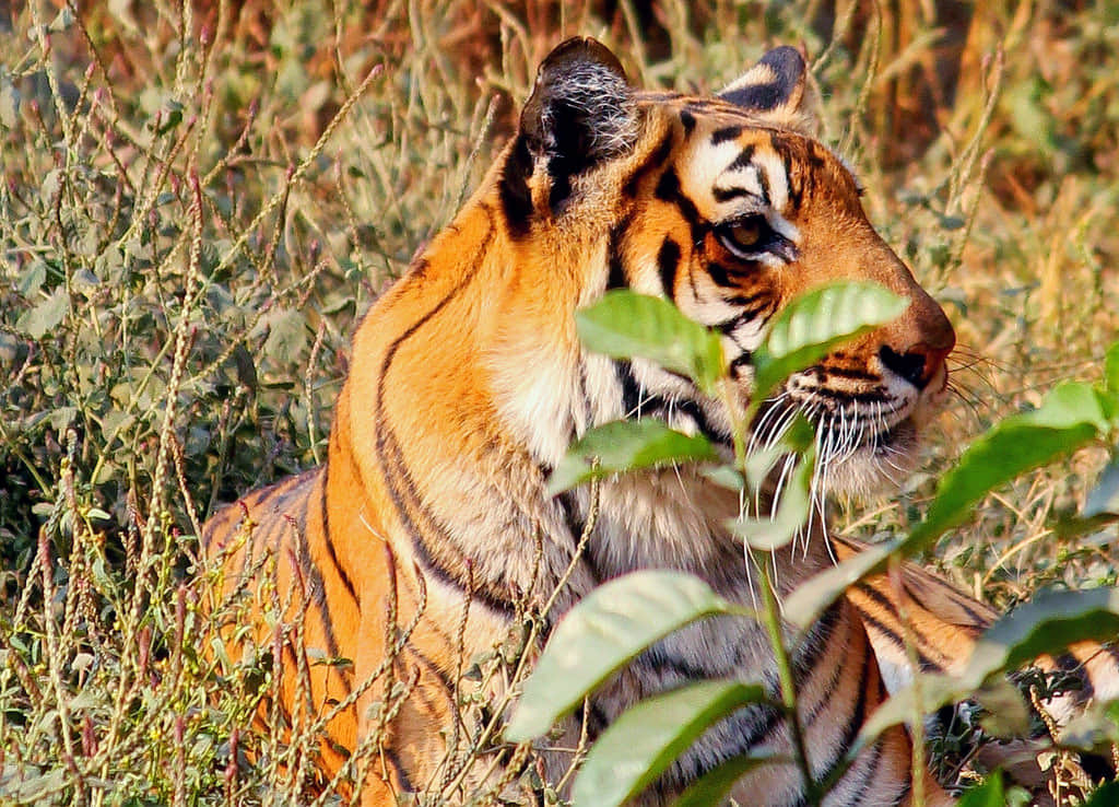 Nainital Zoo, <em>Nainital</em>