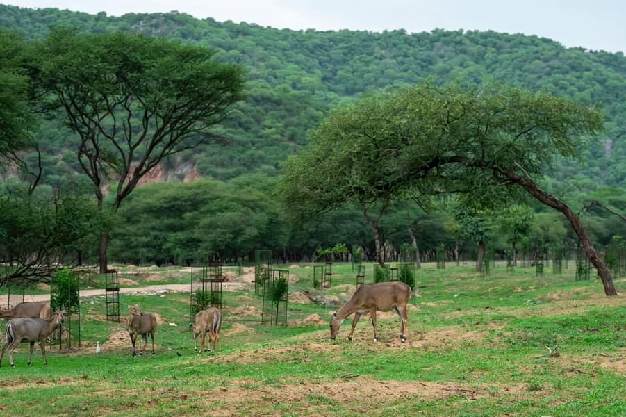 Jhalana Leopard Safari Image