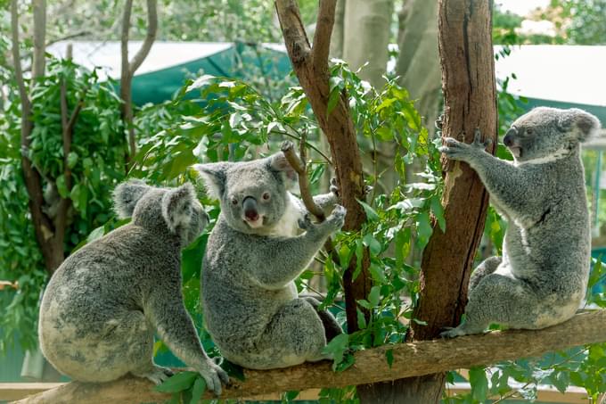 Currumbin Wildlife Sanctuary Tickets