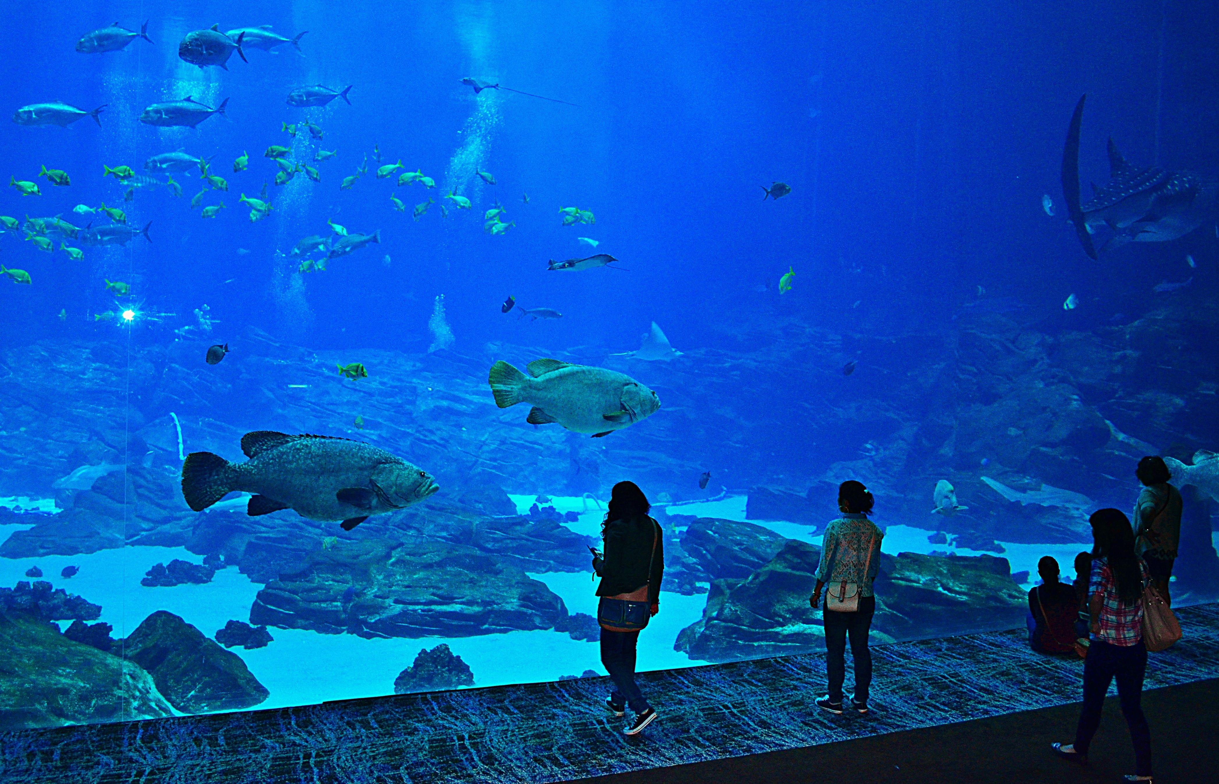 Georgia Aquarium Exhibits 