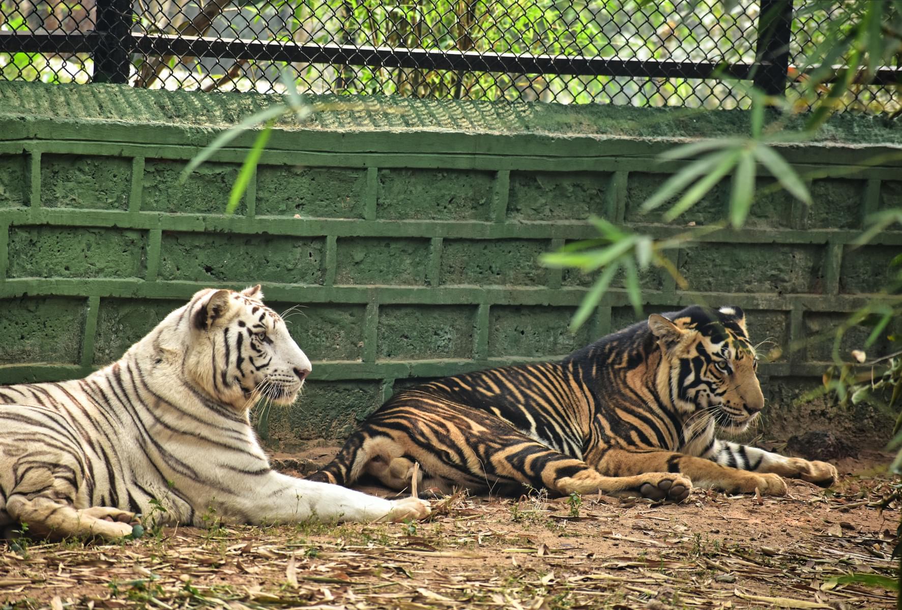 free audubon zoo tickets groupon