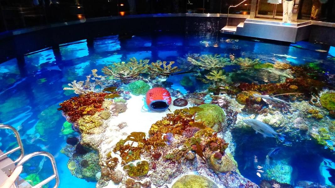 Take a look at the colourful coral reefs