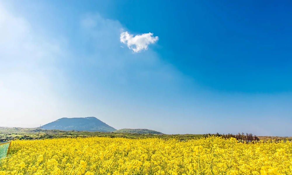 Rail Bike Experience in Jeju Image