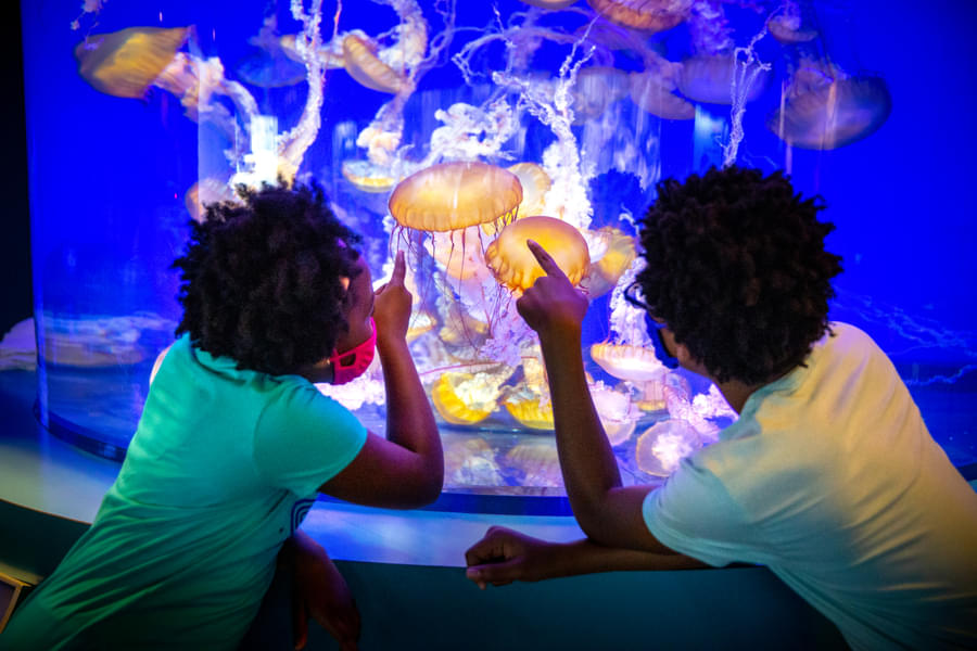 Watch your kids' eyes got light up while exploring exhibits, engaging in hands-on activities & seeing marine life