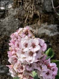 Trek Amidst Rhododendron Forests