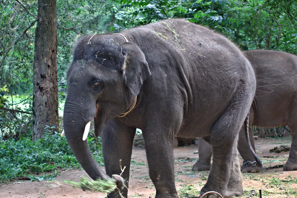 Elephant Sanctuary