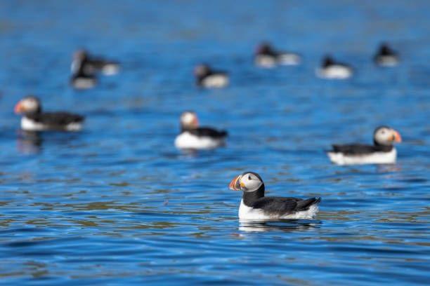 2-Hour Whale & Puffin Watching RIB Boat Tour