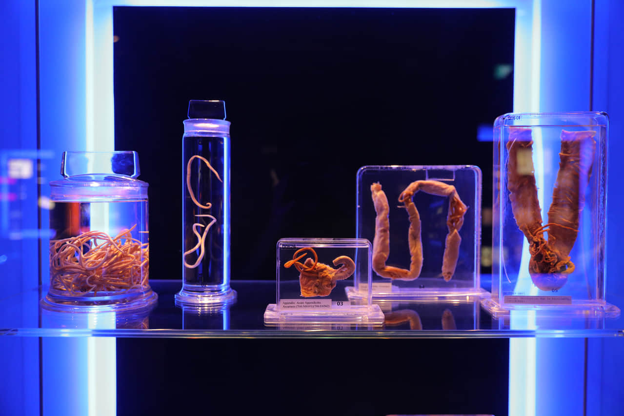 Biodiversity Gallery