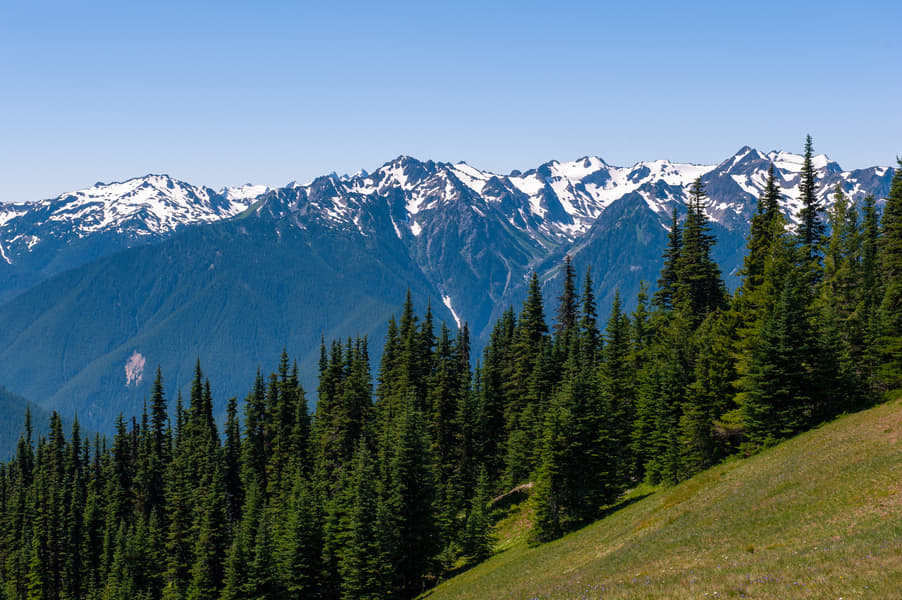 Olympic National Park Seattle Day Tour Image