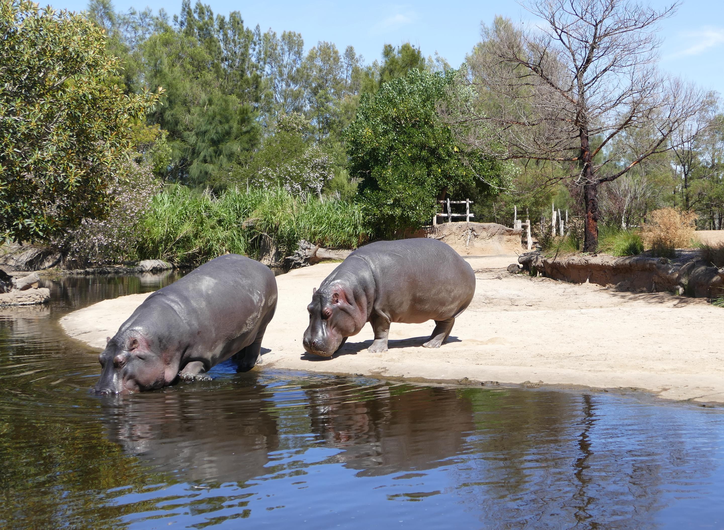 Werribee Open Range Zoo Overview