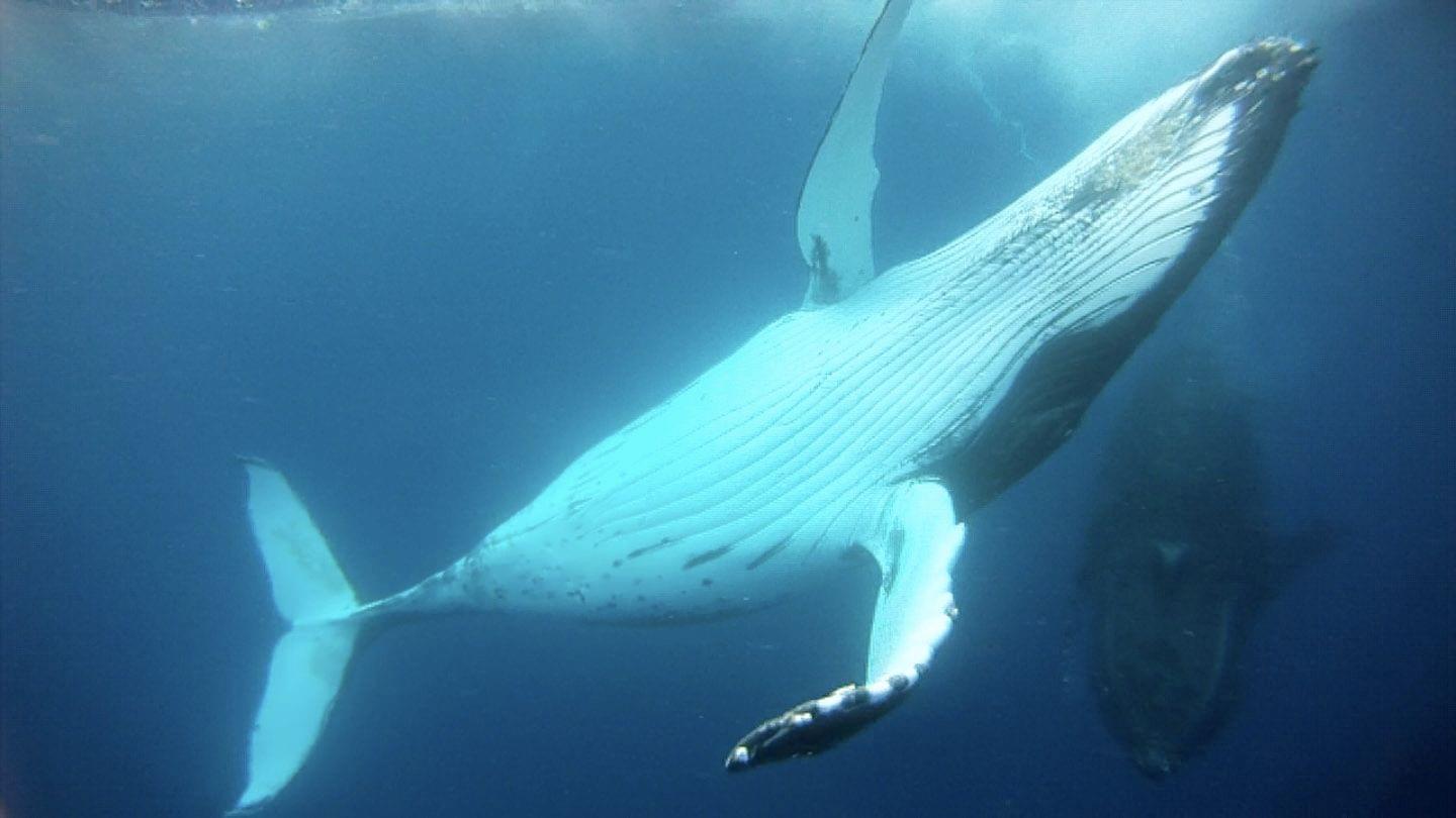 Tonga Whale Watching Tour