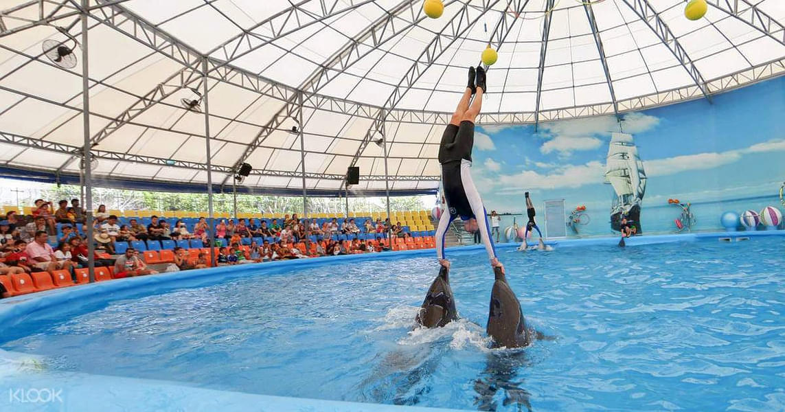 See the trainers do some tricks with the dolphins