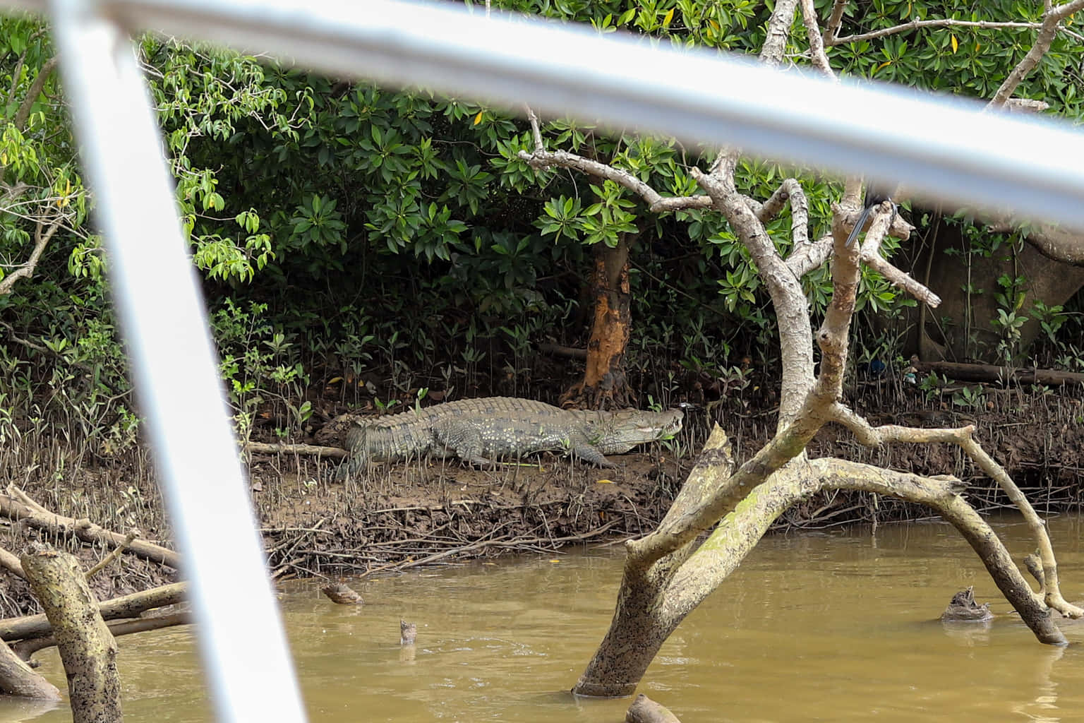 Crocodile Safari in Goa Tickets