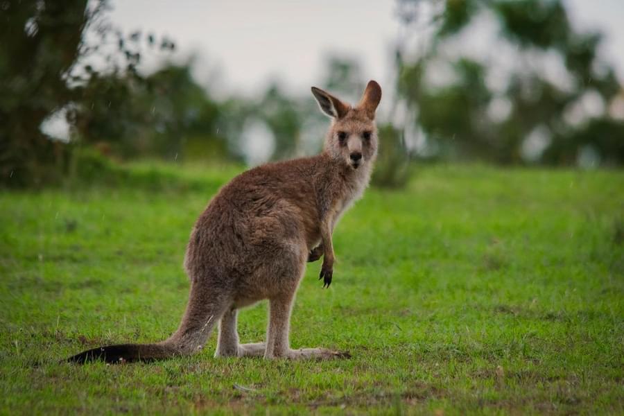 Kangaroo in Featherdale Wildlife Park