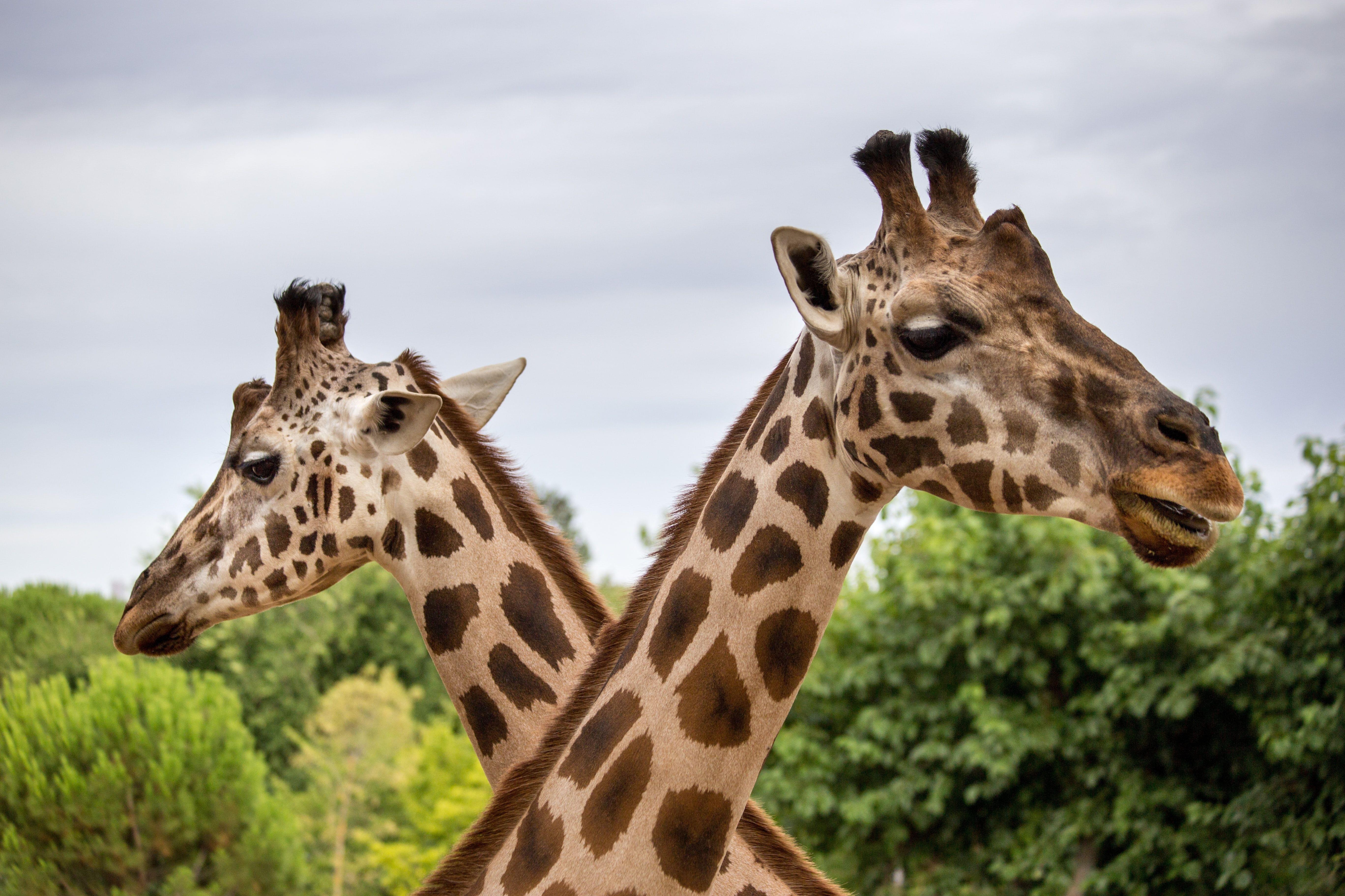 Giraffe in Gramado Zoo