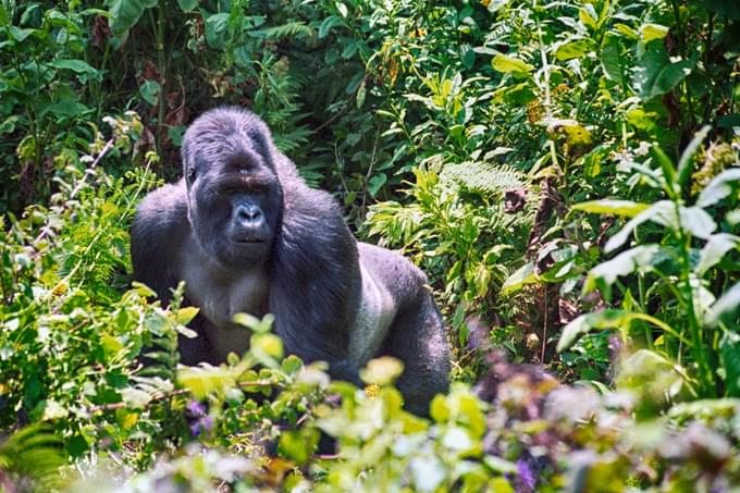 Volcanoes National Park, Rwanda.jpg