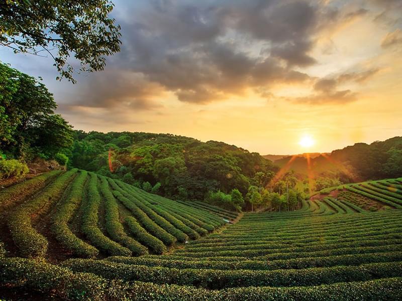 Experiential Tea Tour of Assam Image