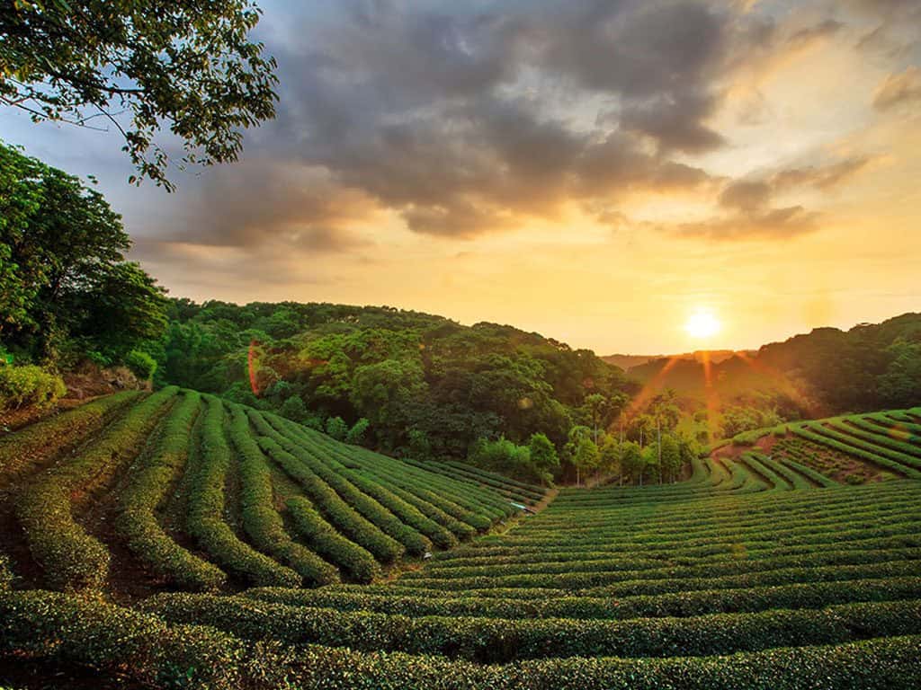 Experiential Tea Tour of Assam