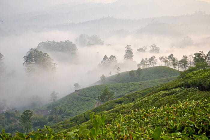 Neelakurinji Trek Image