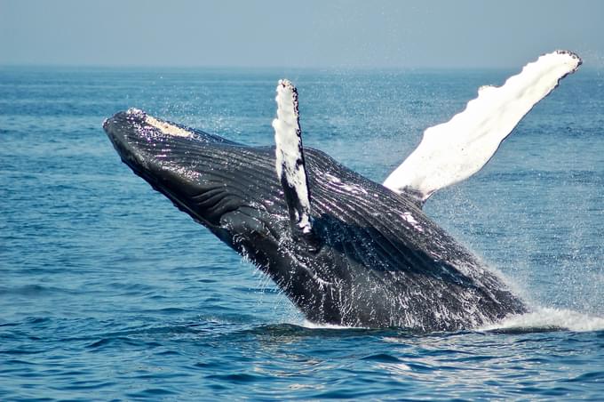 Quebec Whale Watching