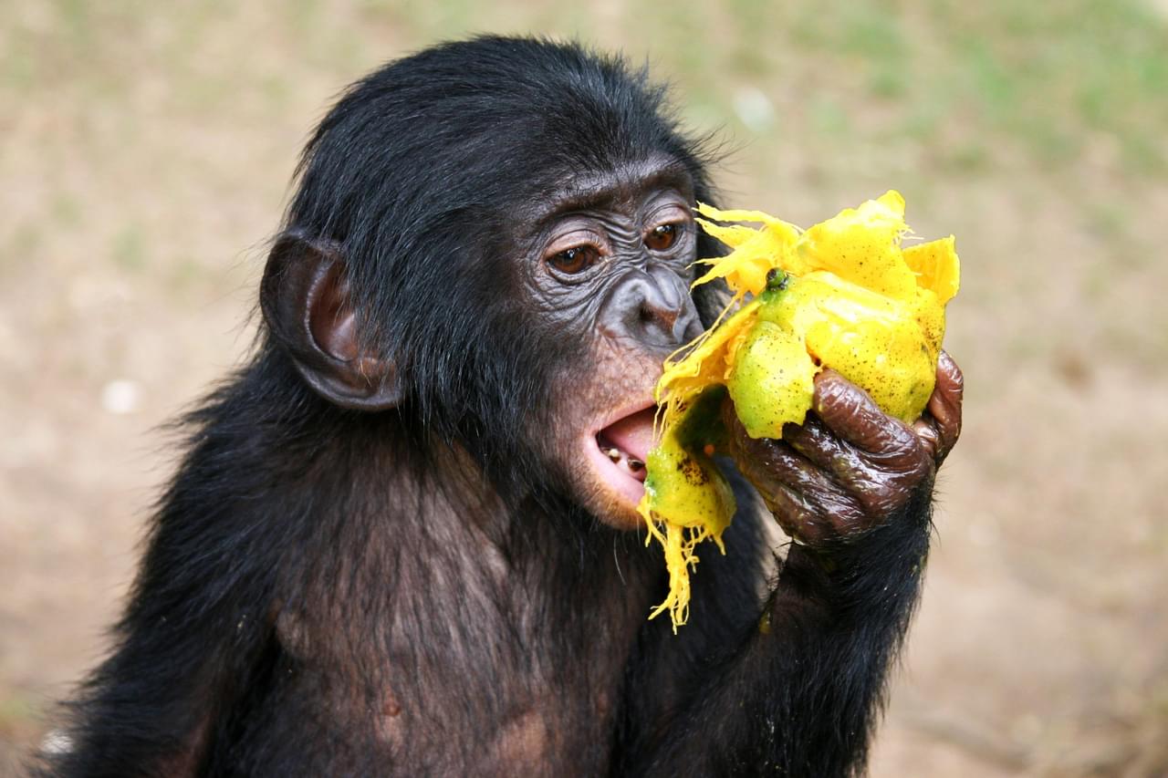 Regenstein Center for African Apes