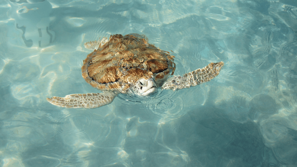 Turtle Sanctuary