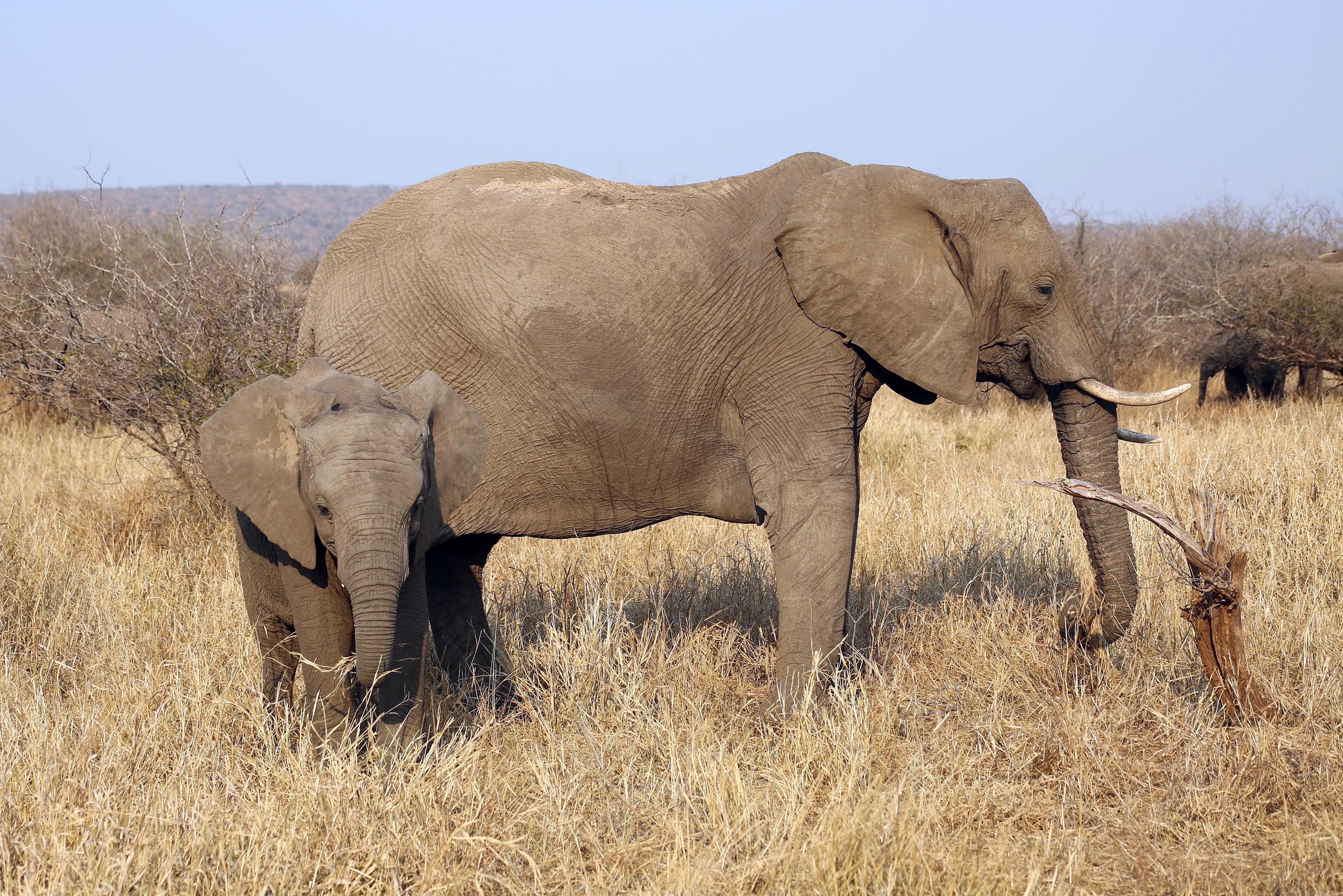 Kruger National Park Safari