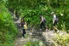 Stroll through calm, lush forests filled with untamed natural charm